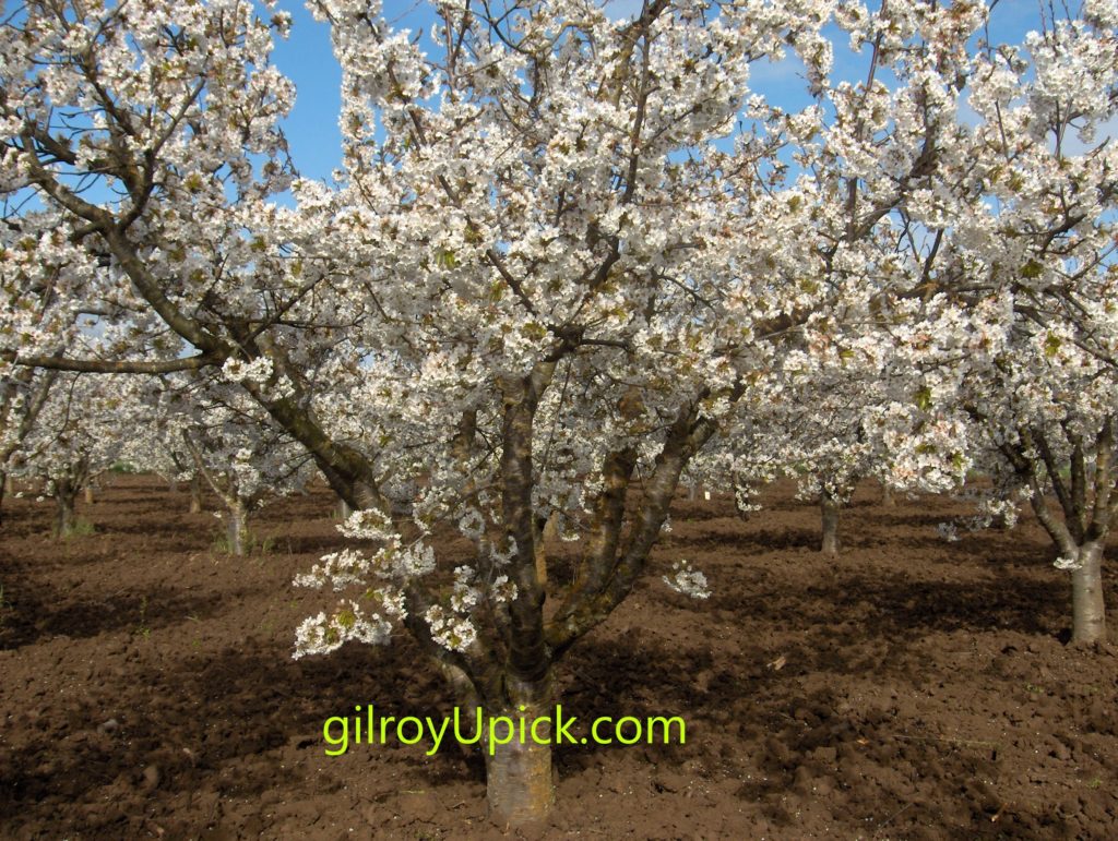 gilroyUpick banner